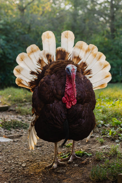 November Spotlight: Anonymous Turkey